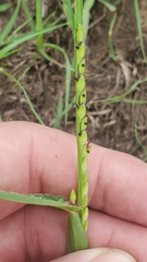 Urochloa platyphylla