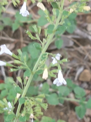 Clinopodium nepeta