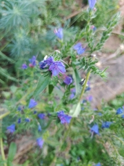 Echium vulgare
