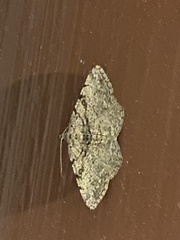 Digrammia gnophosaria