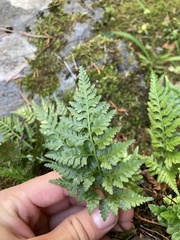 Asplenium adiantum-nigrum