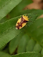 Elasmostethus atricornis