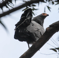 Polyboroides typus