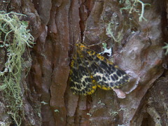 Arichanna melanaria