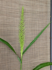 Setaria scheelei