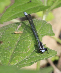 Pseudagrion kersteni