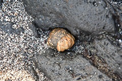 Coenobita compressus