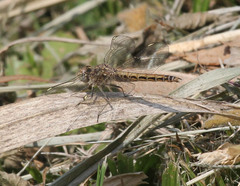 Brachythemis leucosticta