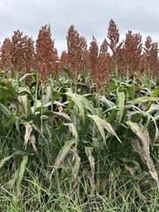 Sorghum bicolor