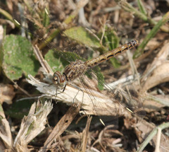 Brachythemis leucosticta