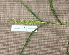 Setaria scheelei