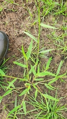 Urochloa platyphylla