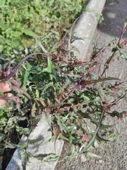 Sonchus