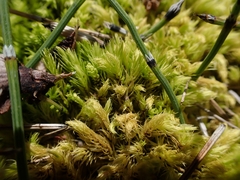 Aulacomnium palustre