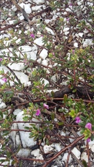 Indigofera sp9