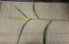 Setaria scheelei