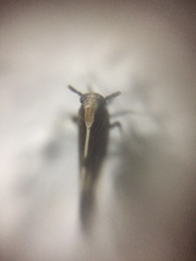Perkinsiella