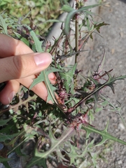 Sonchus