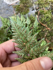 Asplenium adiantum-nigrum