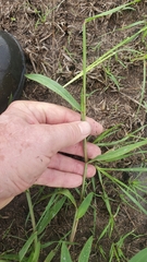 Urochloa platyphylla