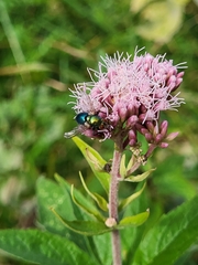 Chrysosomopsis aurata