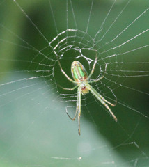Leucauge