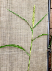 Setaria scheelei