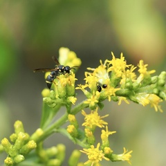 Parancistrocerus perennis