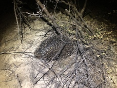 Tachyglossus aculeatus