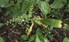 Veratrum parviflorum