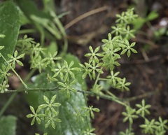 Veratrum parviflorum
