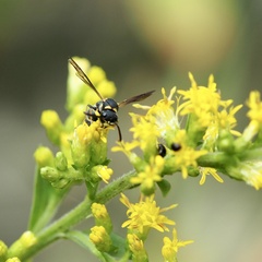 Parancistrocerus perennis