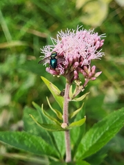 Chrysosomopsis aurata