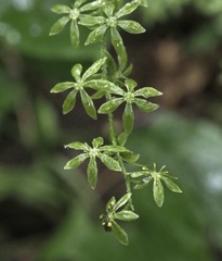 Veratrum parviflorum