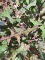 Sonchus