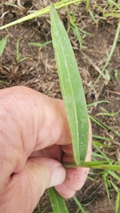 Urochloa platyphylla