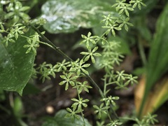 Veratrum parviflorum
