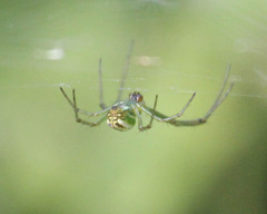 Leucauge