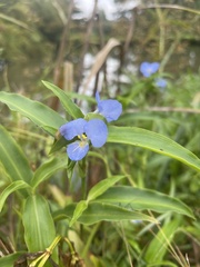 Commelina virginica