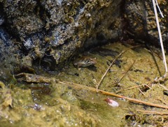 Rana boylii