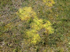 Aulacomnium palustre