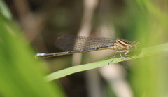 Pseudagrion salisburyense