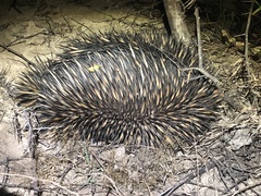 Tachyglossus aculeatus