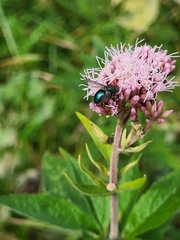 Chrysosomopsis aurata