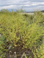 Artemisia capillaris