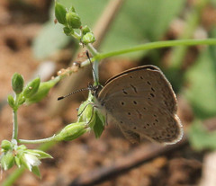 Zizeeria knysna