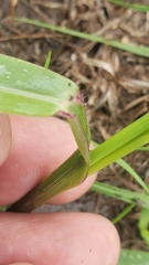Urochloa platyphylla