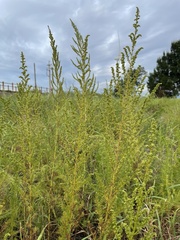 Artemisia capillaris