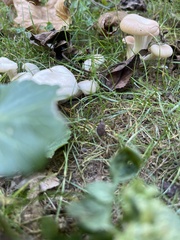 Cuphophyllus virgineus