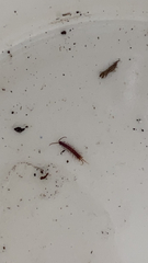 Lithobiomorpha